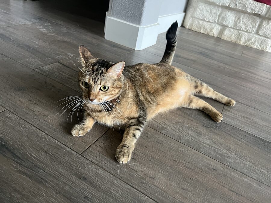 Maggie