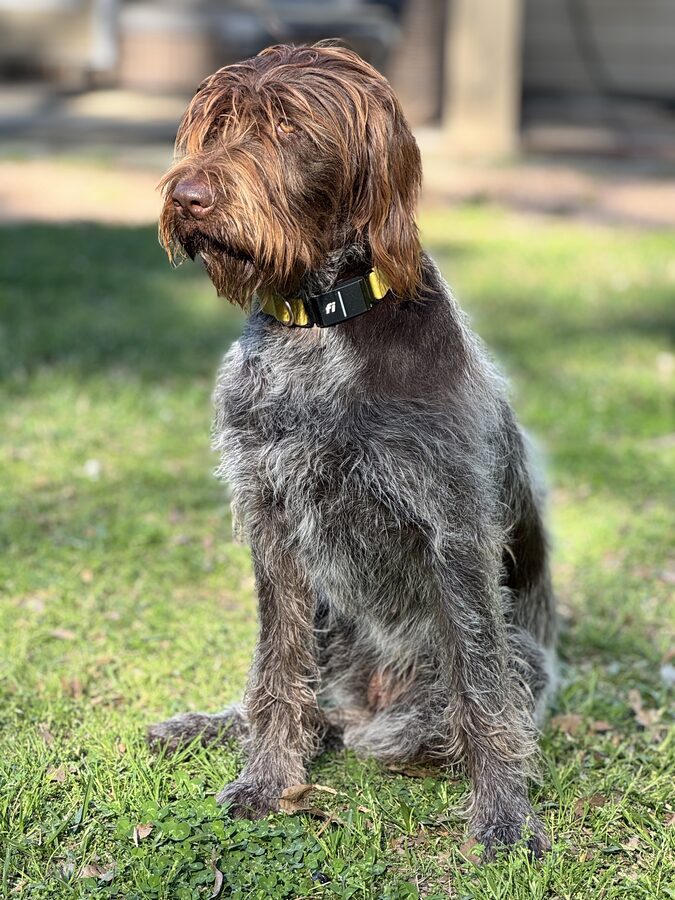 Remi