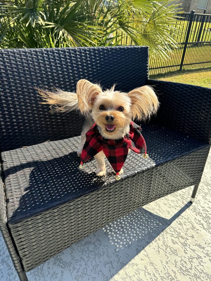Toby