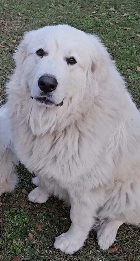 Ellie