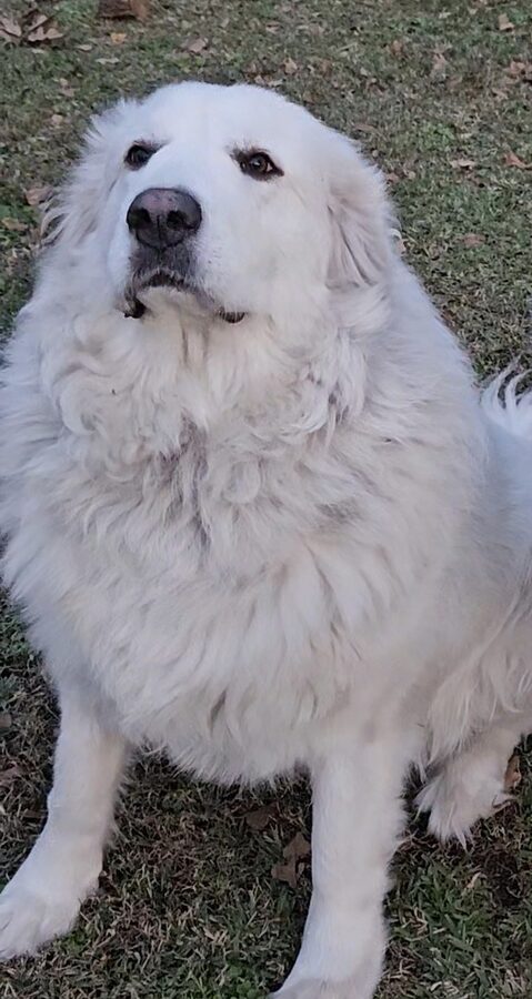 Willow