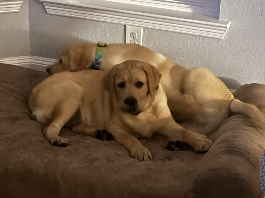 Dozer