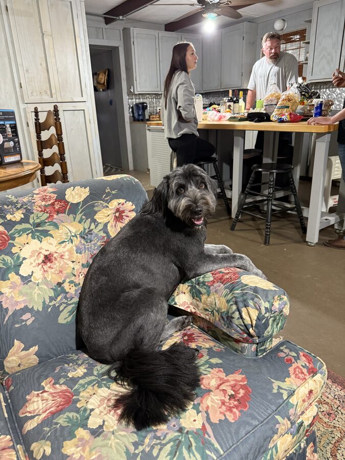 Lucy (Goose)