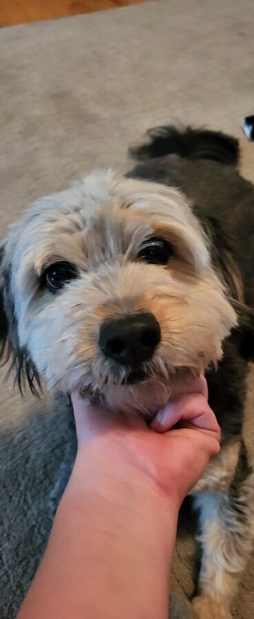 Buddy