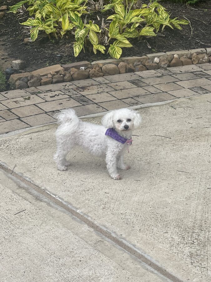 Lucy
