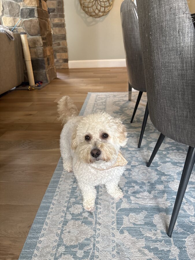 Brody